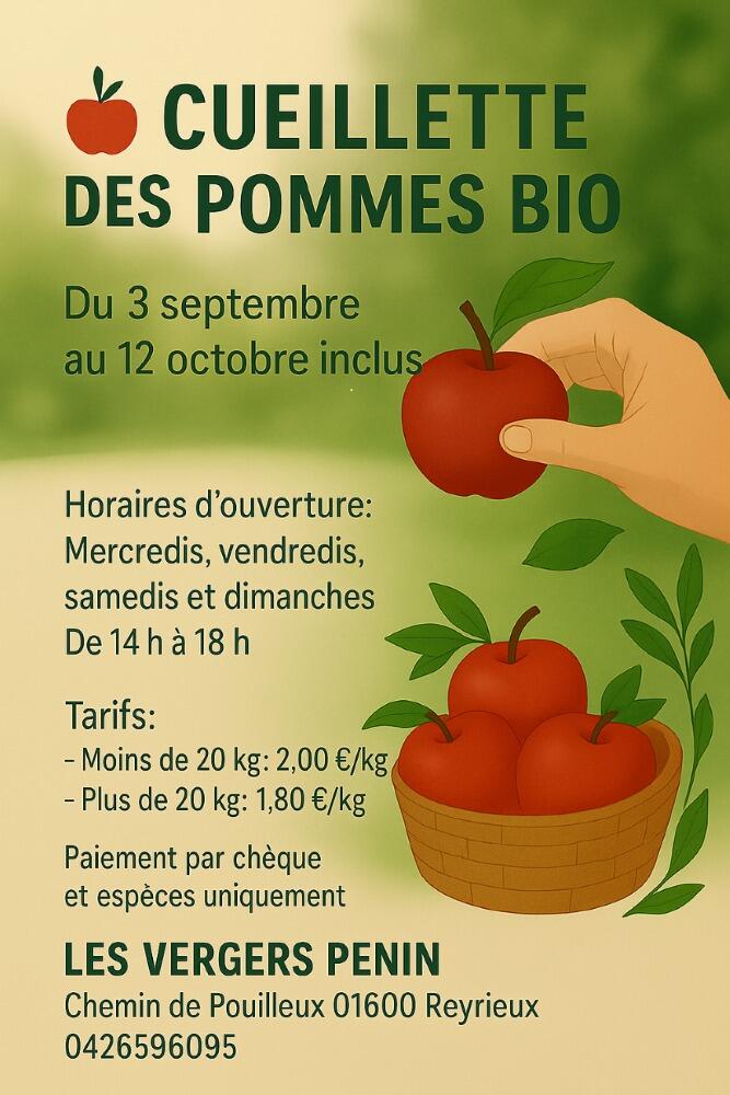 Cueillette des pommes bio_Reyrieux