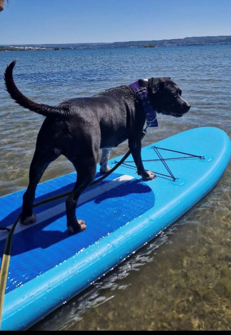 Escales Patrimoine : Cani-paddle au Jaï