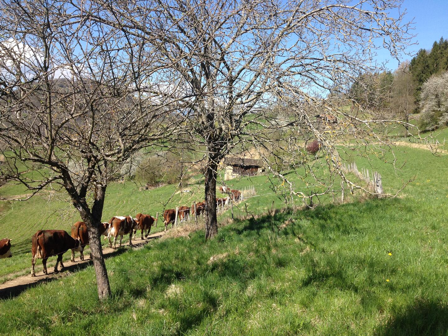 Visite et goûter à la Ferme de la Grangette_La Chapelle-du-Bard