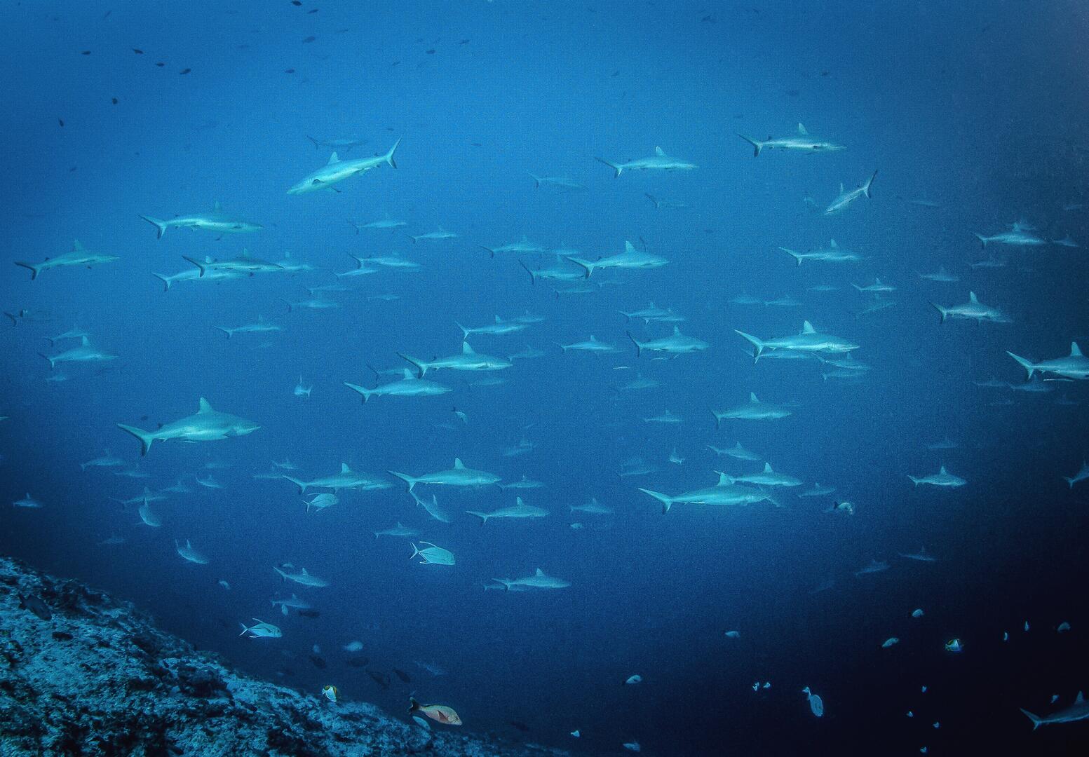 Le Mur de Requin de Tiputa à Rangiroa - Tahiti Tourisme