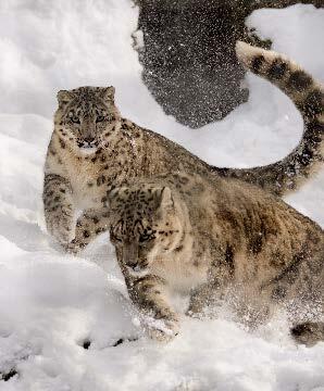 Ateliers 6 / 10 ans - Les animaux et le froid_Montauban