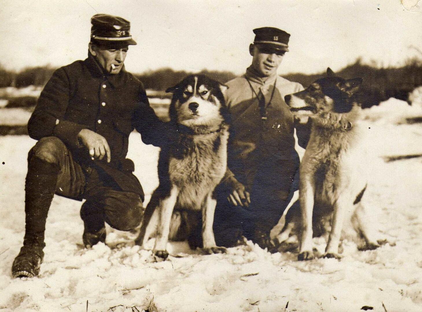 Les chiens de traineau dans la grande guerre