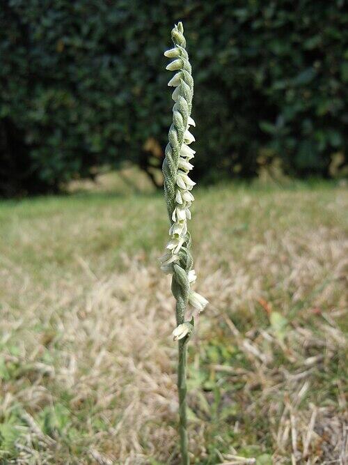 Inventaire participatif de la Flore urbaine - Laval-en Belledonne_Laval-en-Belledonne