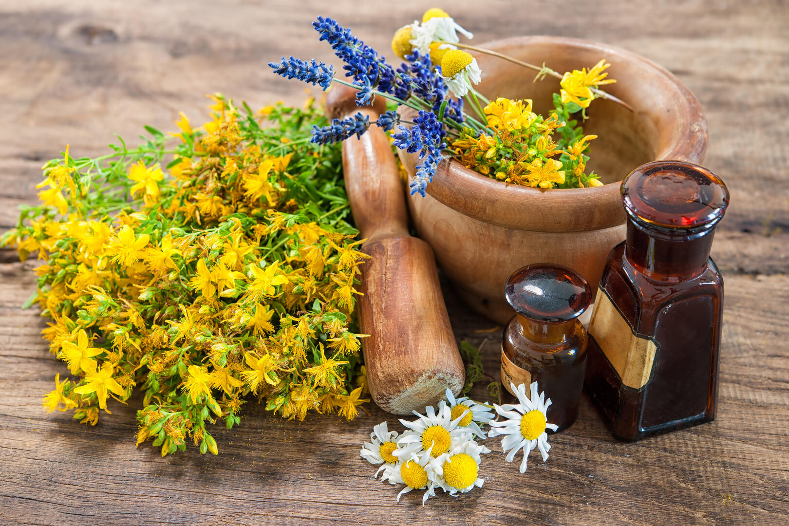 sortie-plantes-comestibles-medicinales