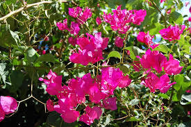 img-name-mising