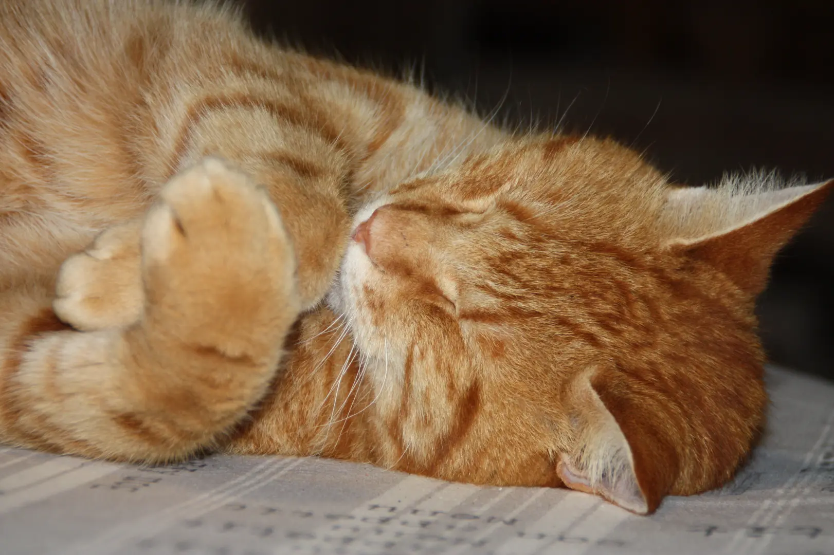 LA MAISON DU CHAT QUI PELOTE (Rivesd’Autise) Pays de FontenayVendée