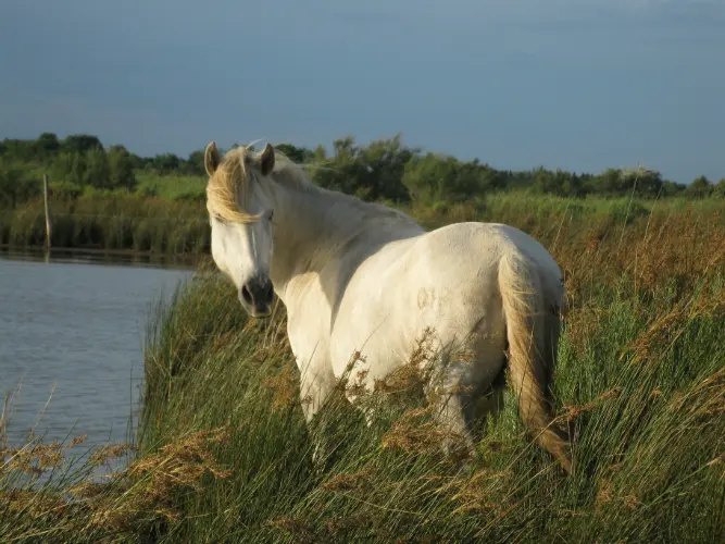 LE SENTIER DU CABANIER – ETANG DE L’OR (Mauguio) | Montpellier Tourism