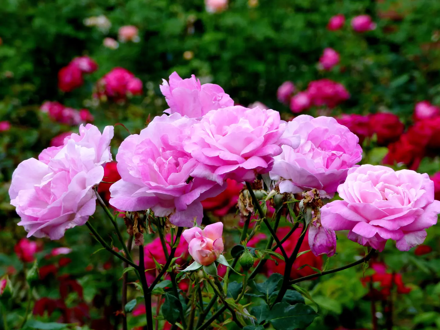 Princess Grace Rose Garden and Fontvieille Park (Monaco) | Provence ...