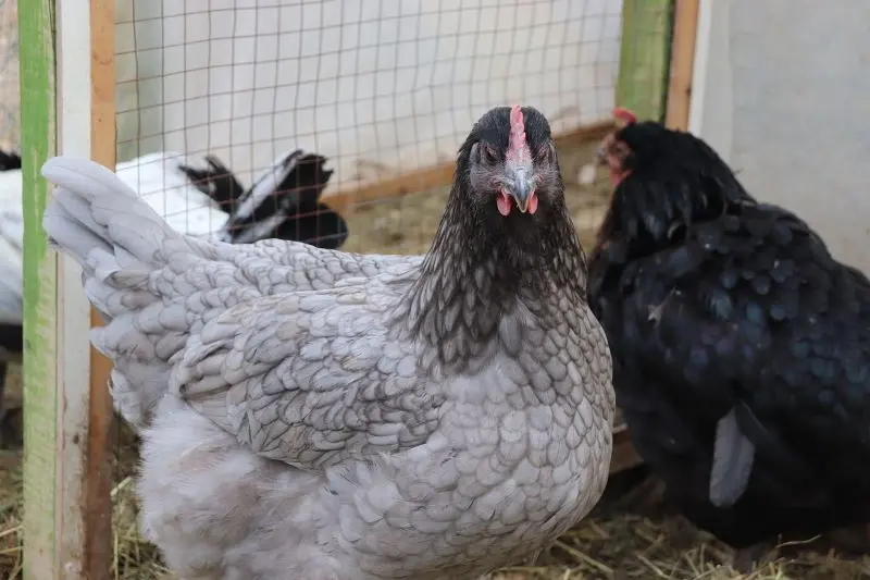 chicken-4658812-1280