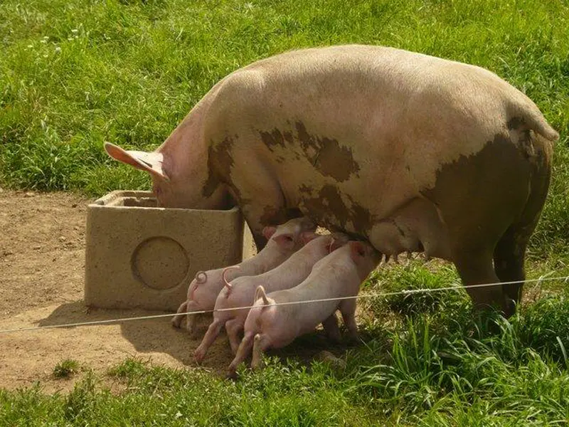 SCEA Armofil - Caro - producteurs locaux - Morbihan