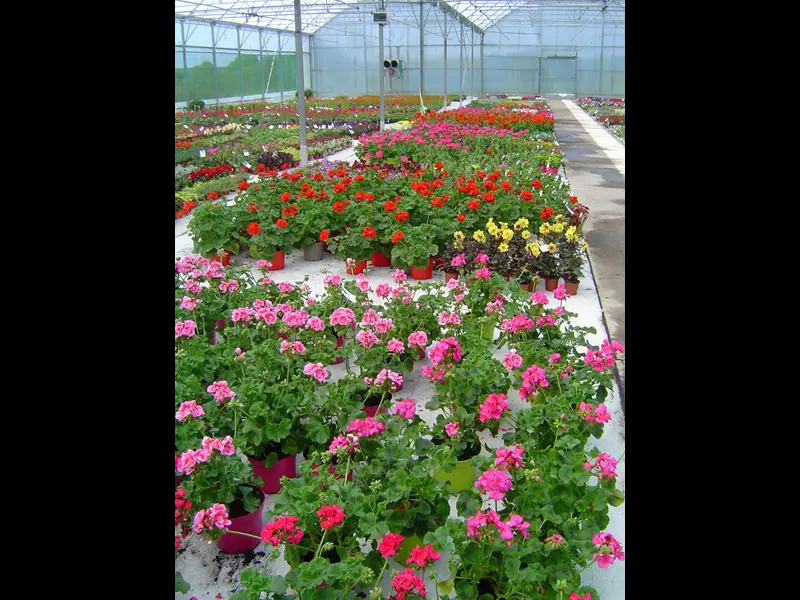 Serre des ajoncs d'or - Sérent - Morbihan