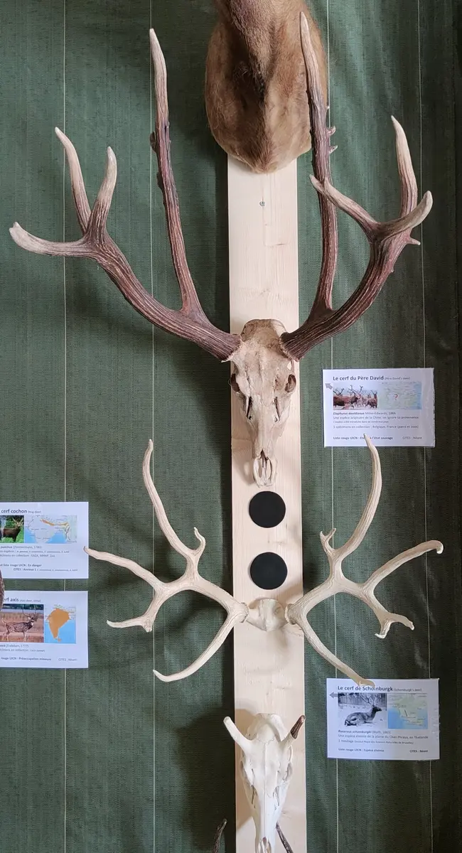 Cerfs de Schromburgk (+) et du Père David 1