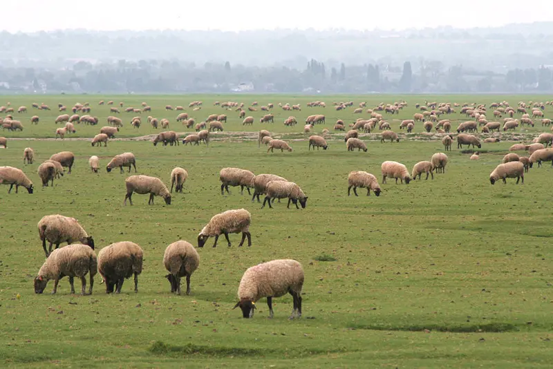 Agneaux de prés salés