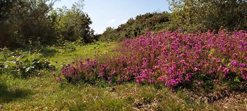 Landes du Crano_Pluméliau-Bieuzy_Vallée du Blavet©Thierry Delhorme FDC56 (2)