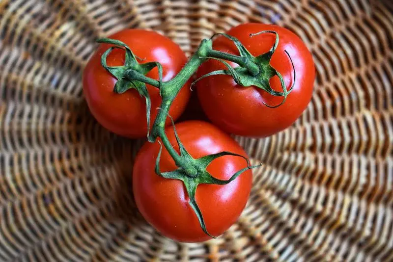 Maraicher - tomates