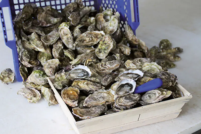 ARIN - Ferme marine paimpolaise