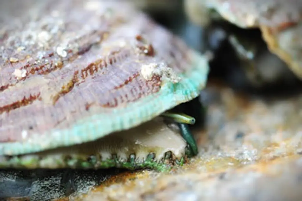 Groix Haliotis