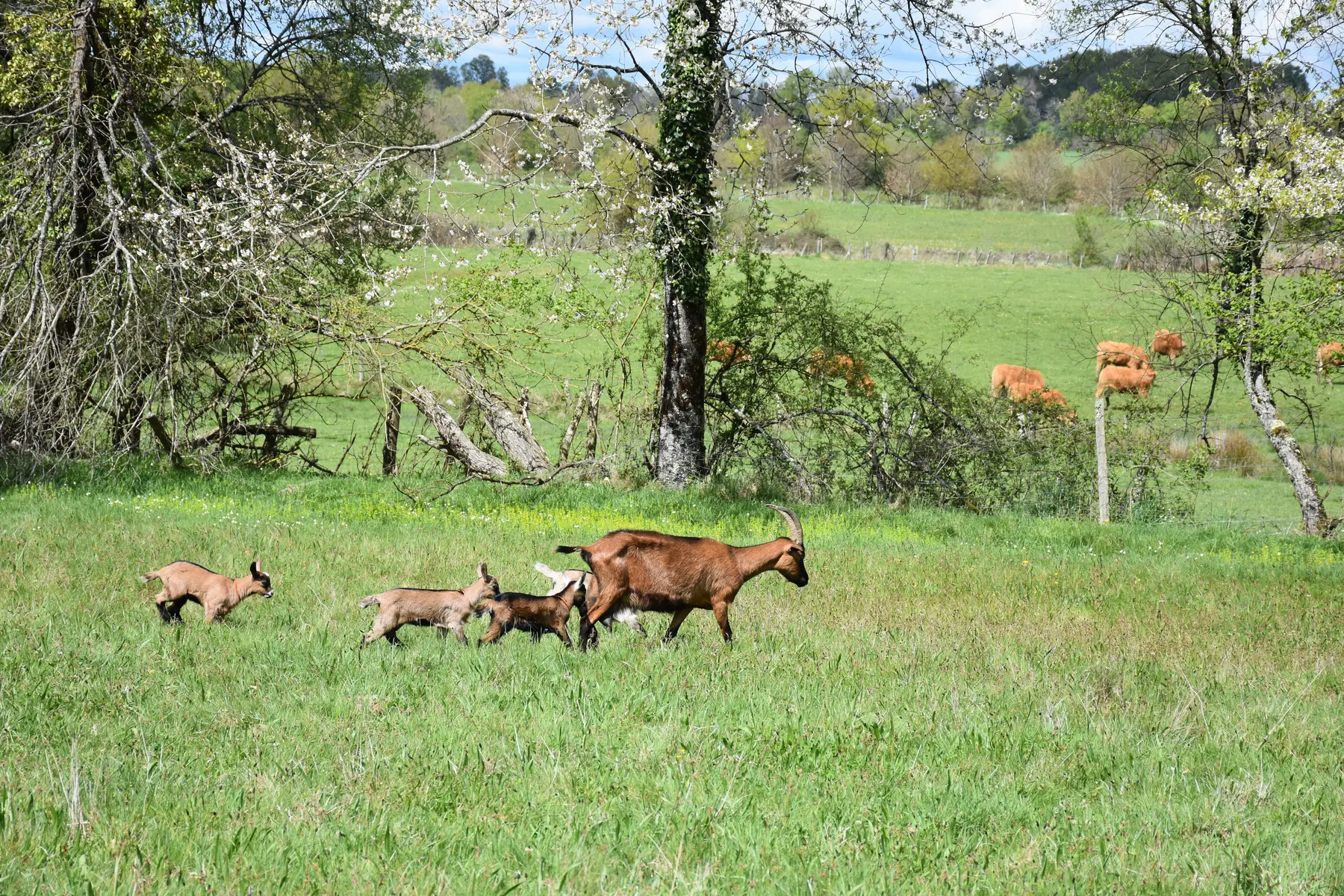 11-44_Buller avec les chèvres (1)