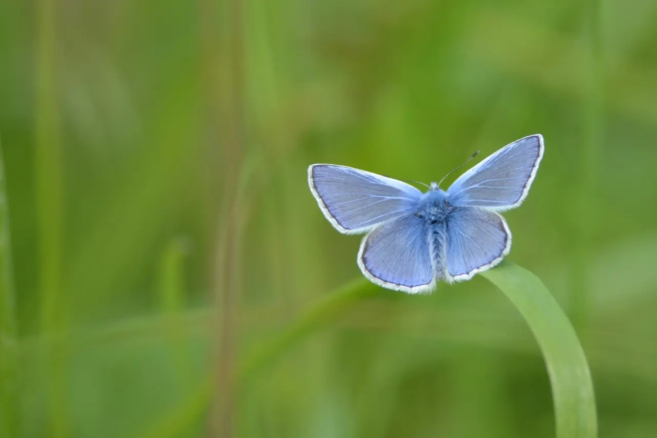 Papillon Argus_1