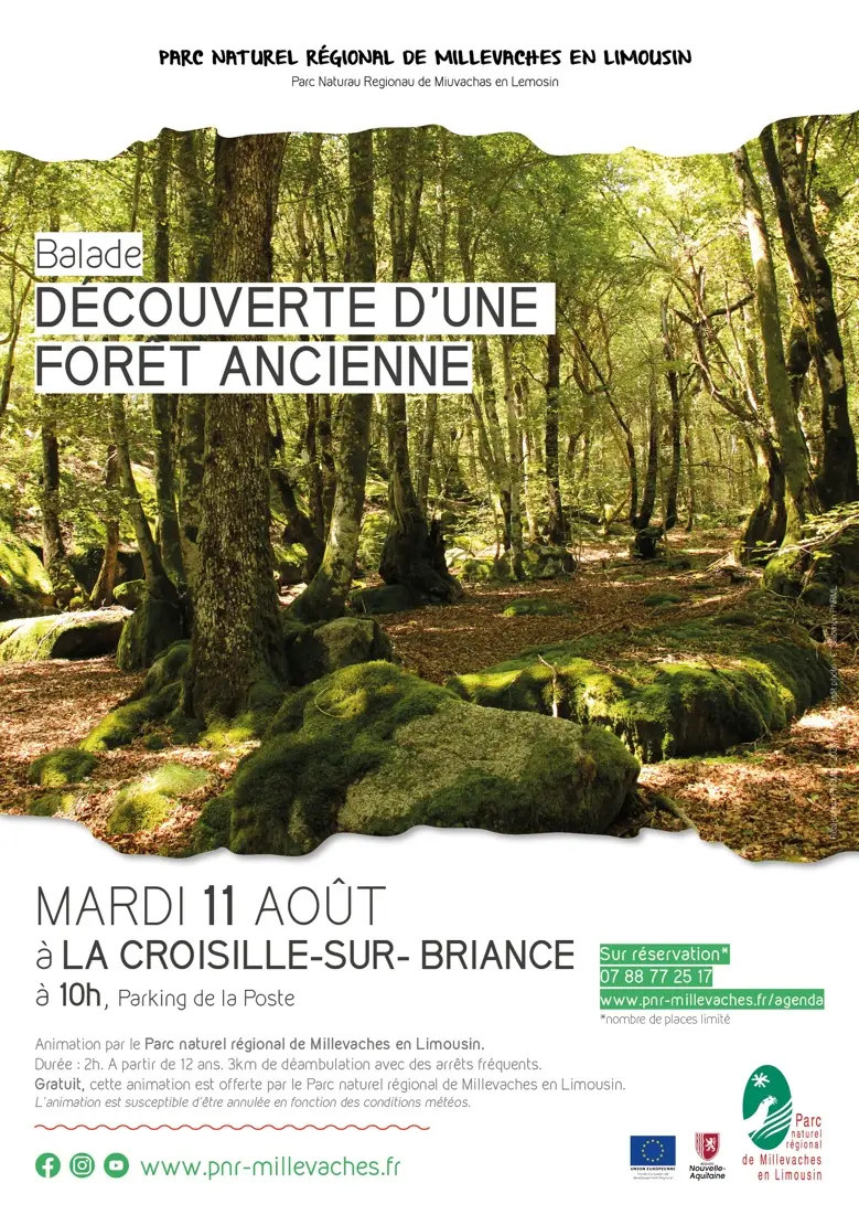 20260811_LA CROISILLE_foret ancienne-web