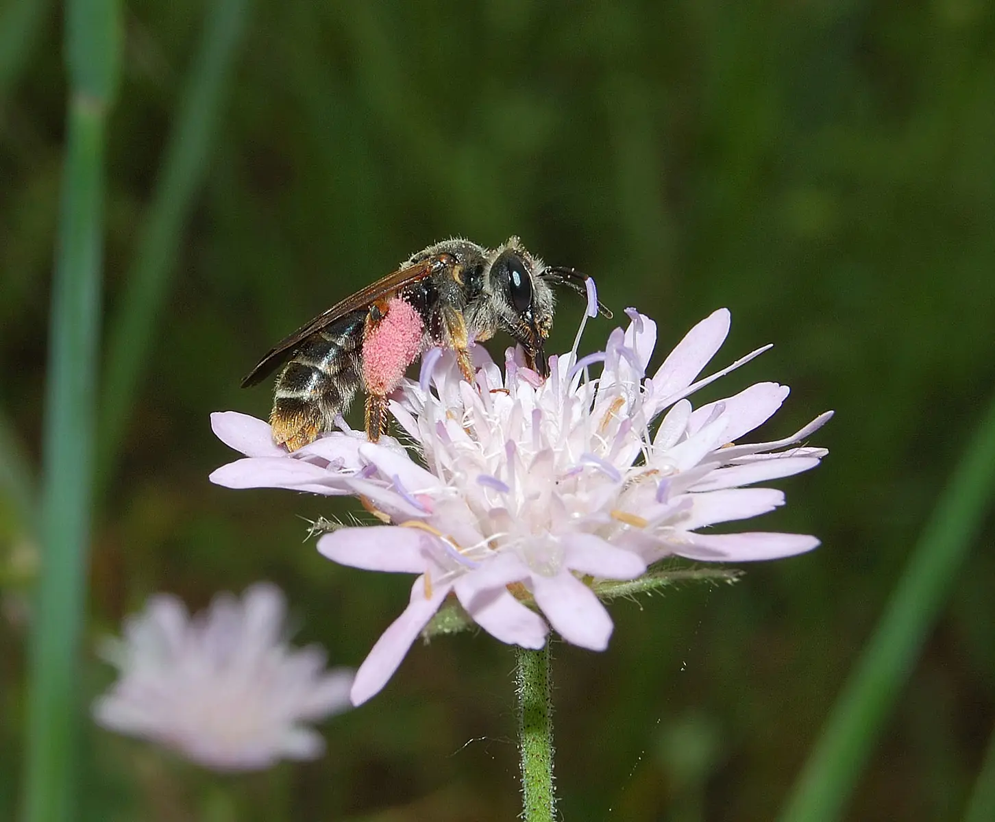3_Andrena (Charitandrena) hattorfiana female - David Genoud