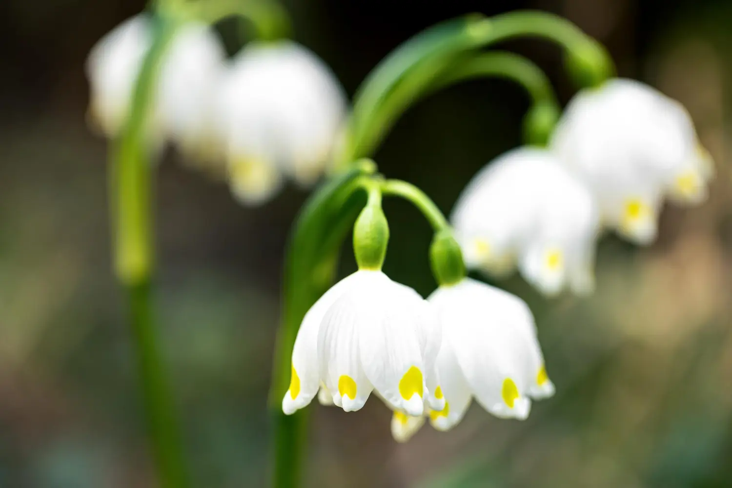 Atelier : Mon muguet porte bonheur