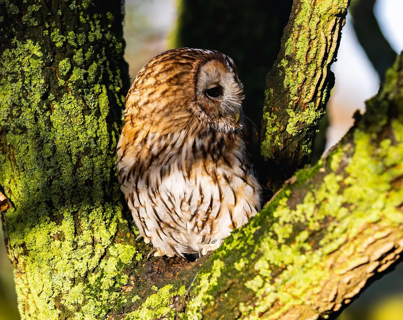 tawny-owl-8443461_1280