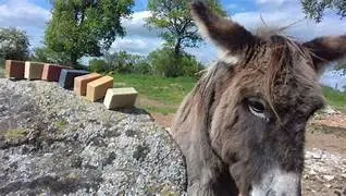 Arcoul'Âne
