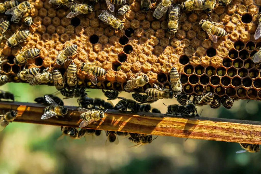 Abeilles
