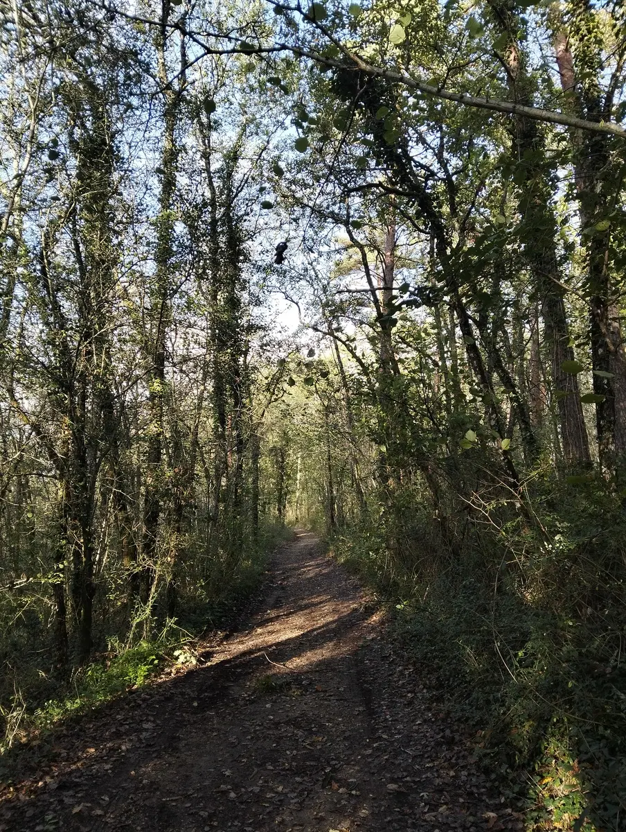 Audrix_VTT foret Ete 2025 2