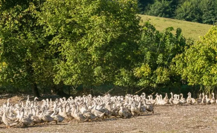 Canards-16-700x429