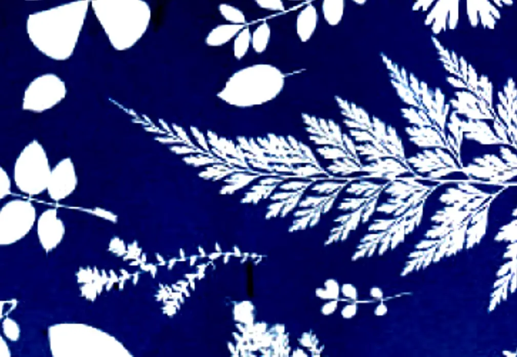 Cyanotype