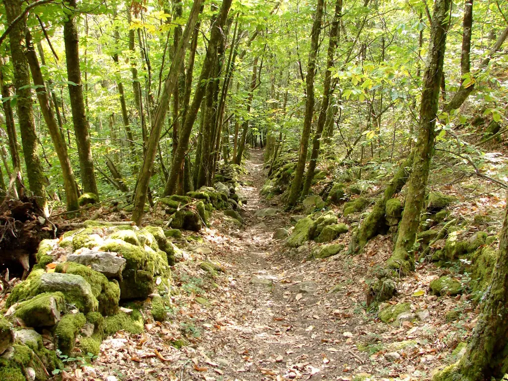 Chemin sous bois