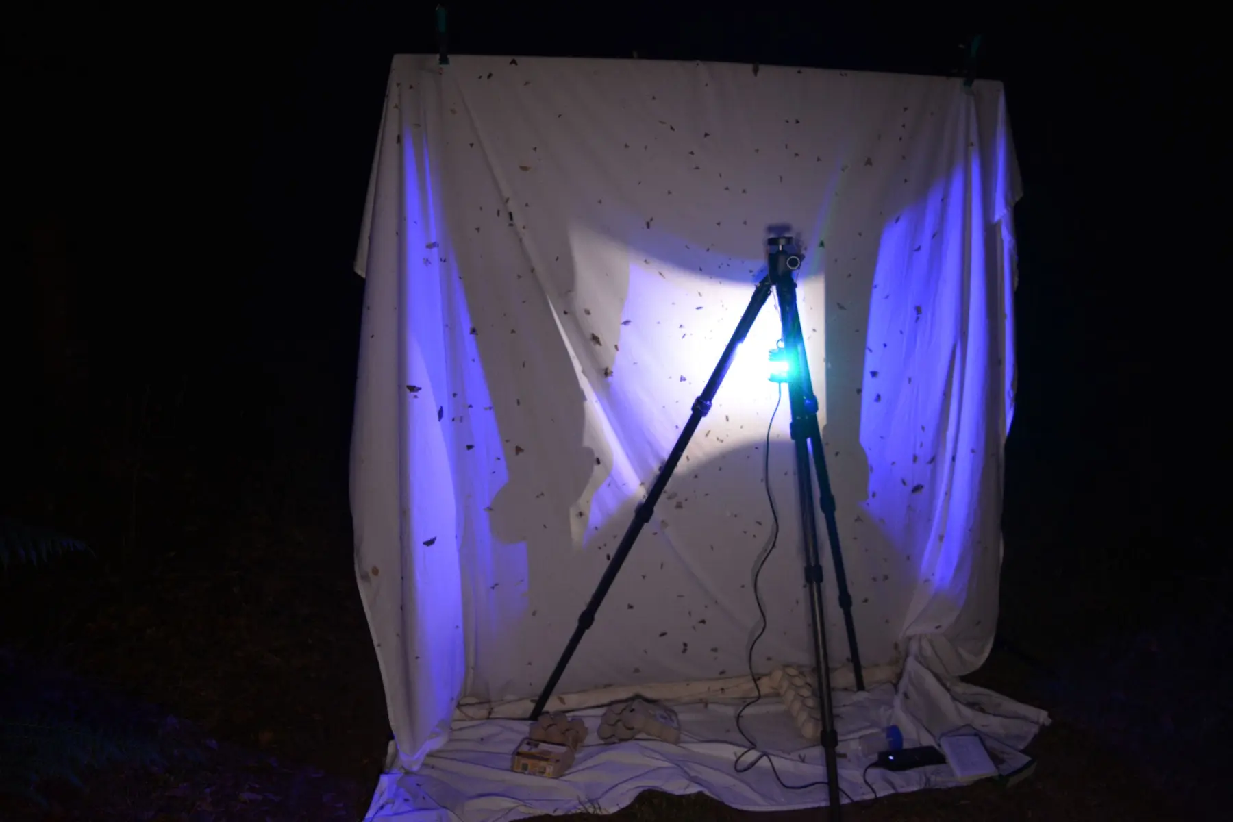Piège lumineux