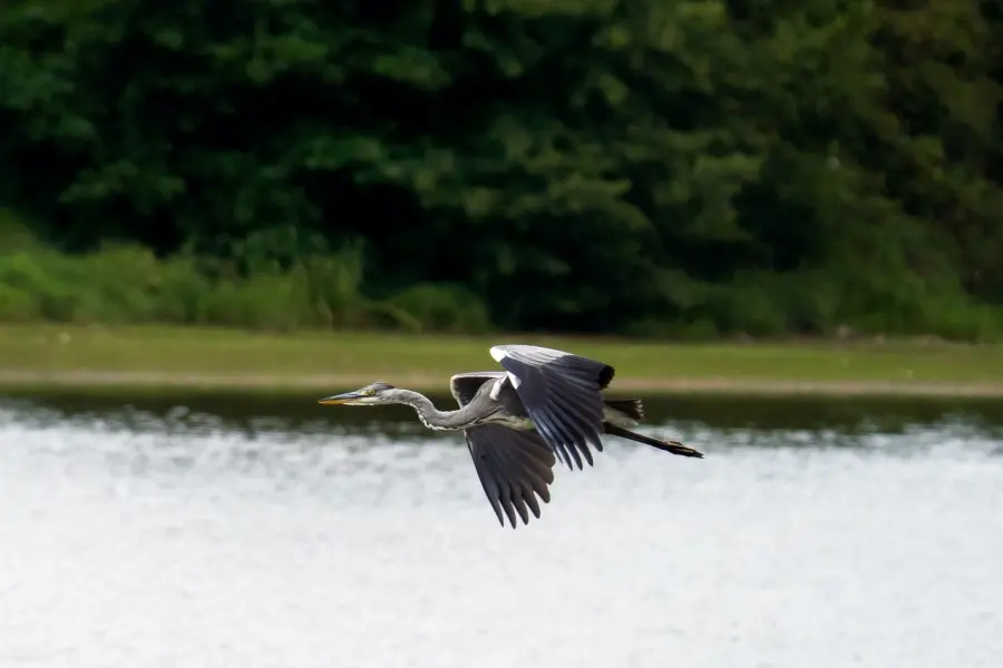 Etang de la Pouge-Crédit-Tolga Sarikose-Département de la Haute-Vienne_web