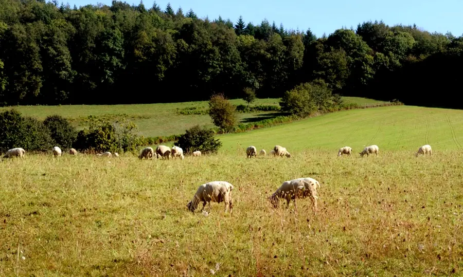 Ferme Grandchaud
