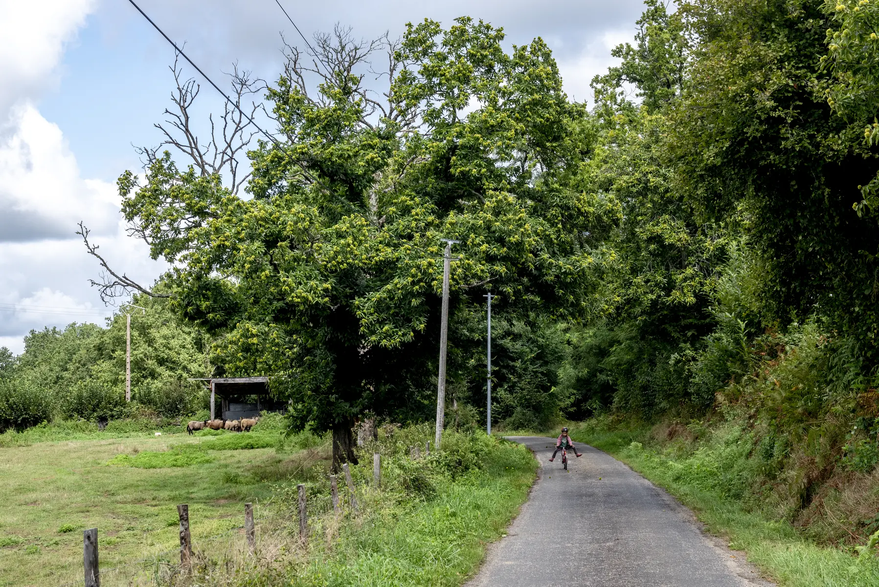 HD_PromenadeNature_0043