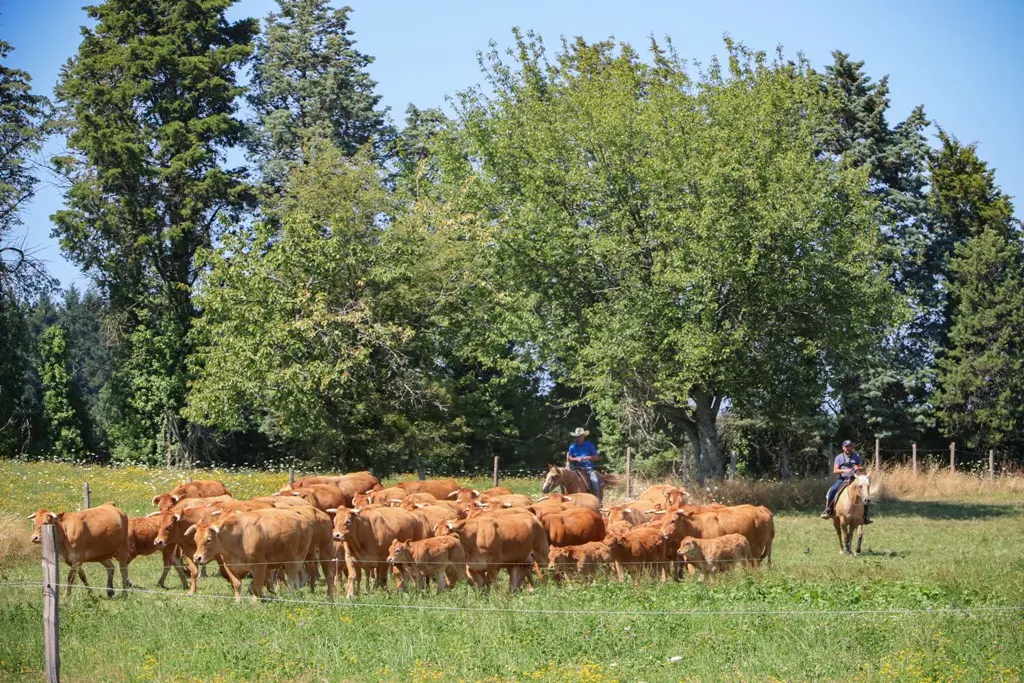 Elevage de vaches limousines et de chevaux de western