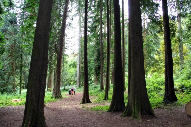Visite de l'arboretum domanial de La Jonchère-Saint-Maurice