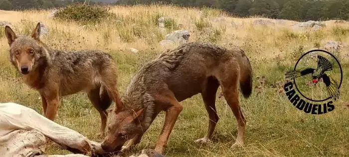 La-Part-du-loup