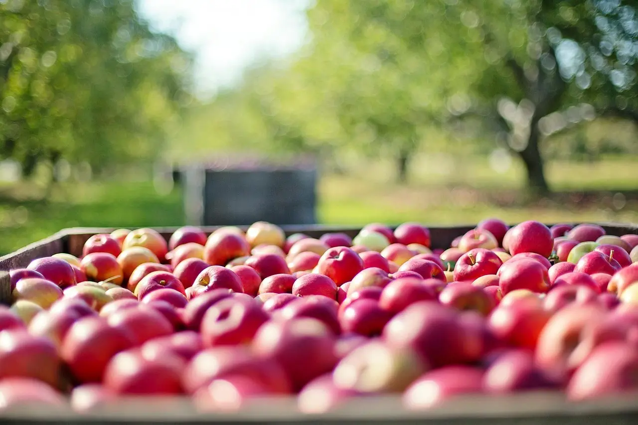 Marché d'automne