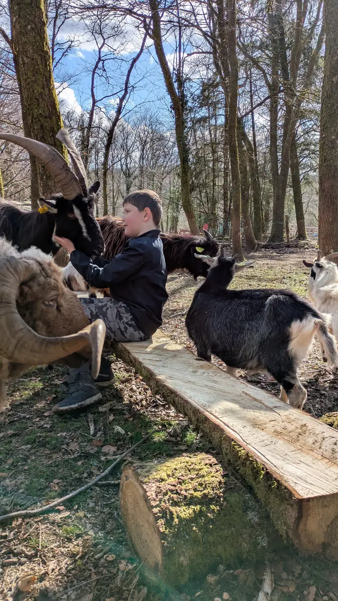 Câlin des chèvres