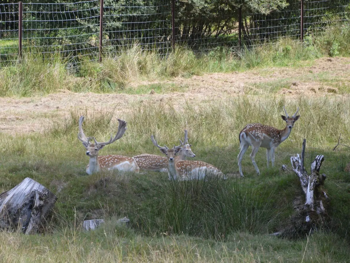Parc aux daims