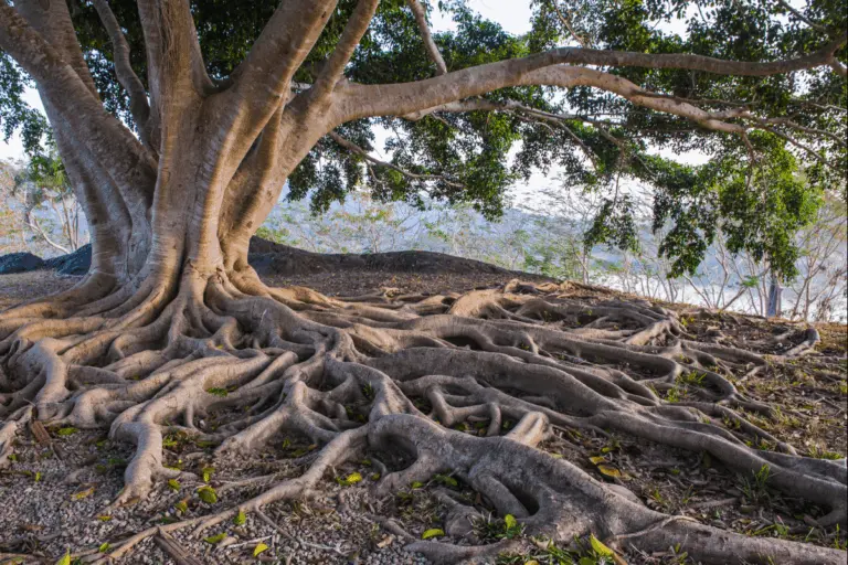 Playlist Arbres et nature