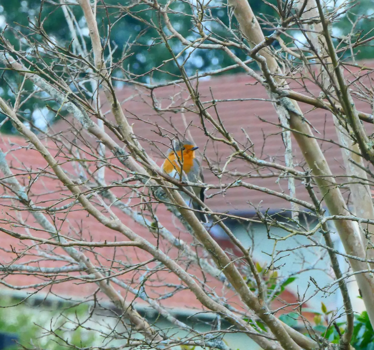 A la découverte des oiseaux printaniers de la réserve naturelle