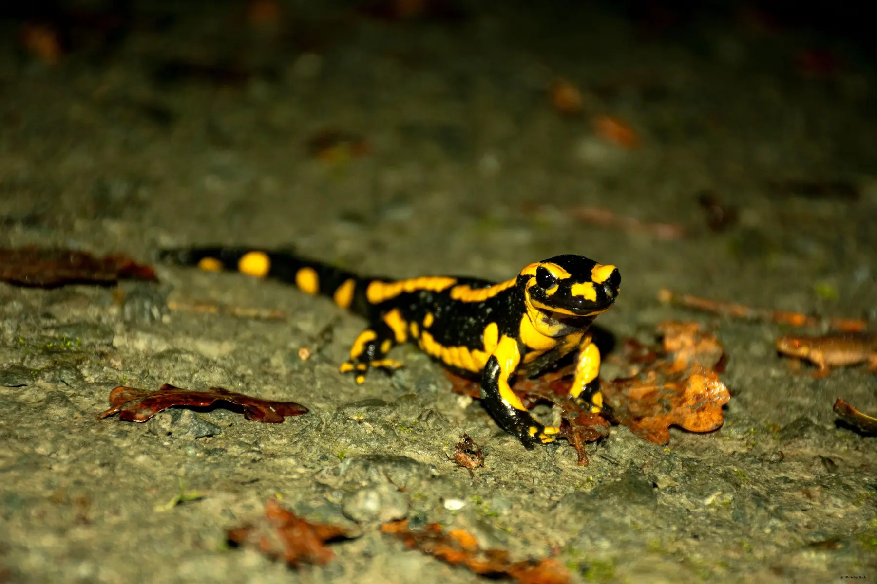 Salamandre tachetee