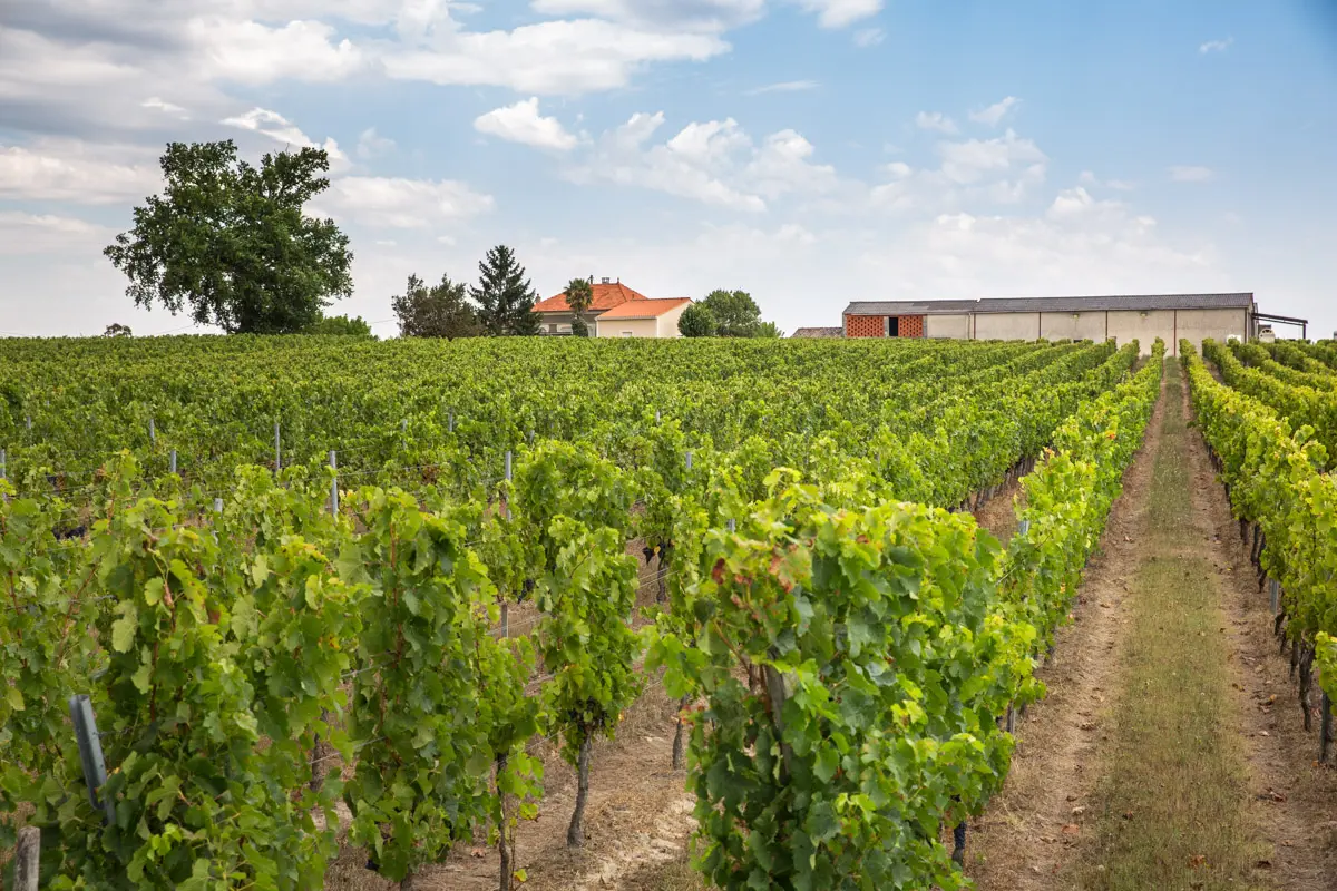 Château Siffle Merle Marcillac vignette