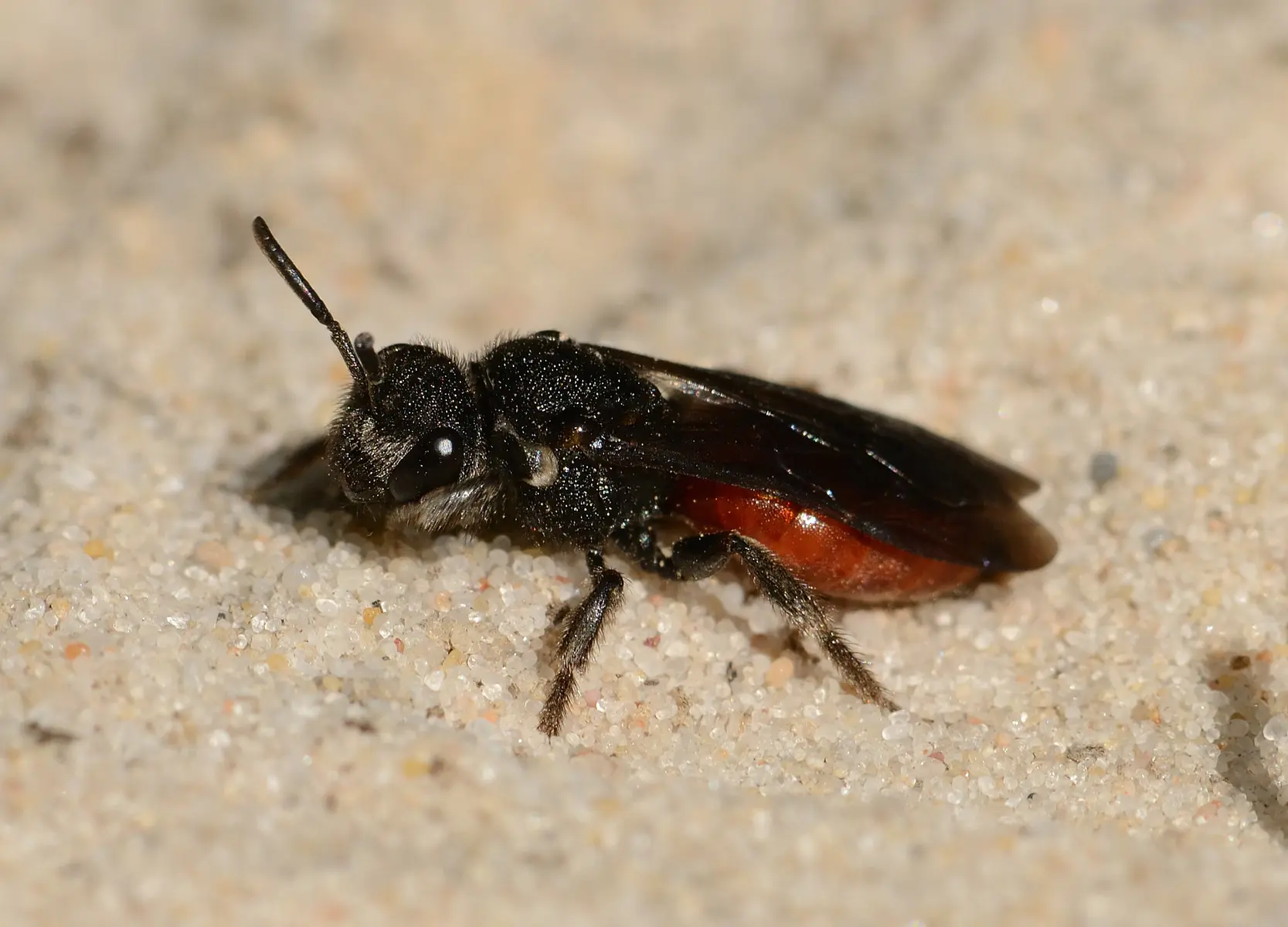 Sphecodes albilabris - David Genoud