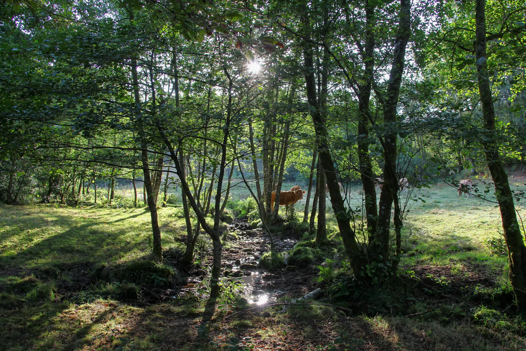 St_yrieix_nature-2016 (13)