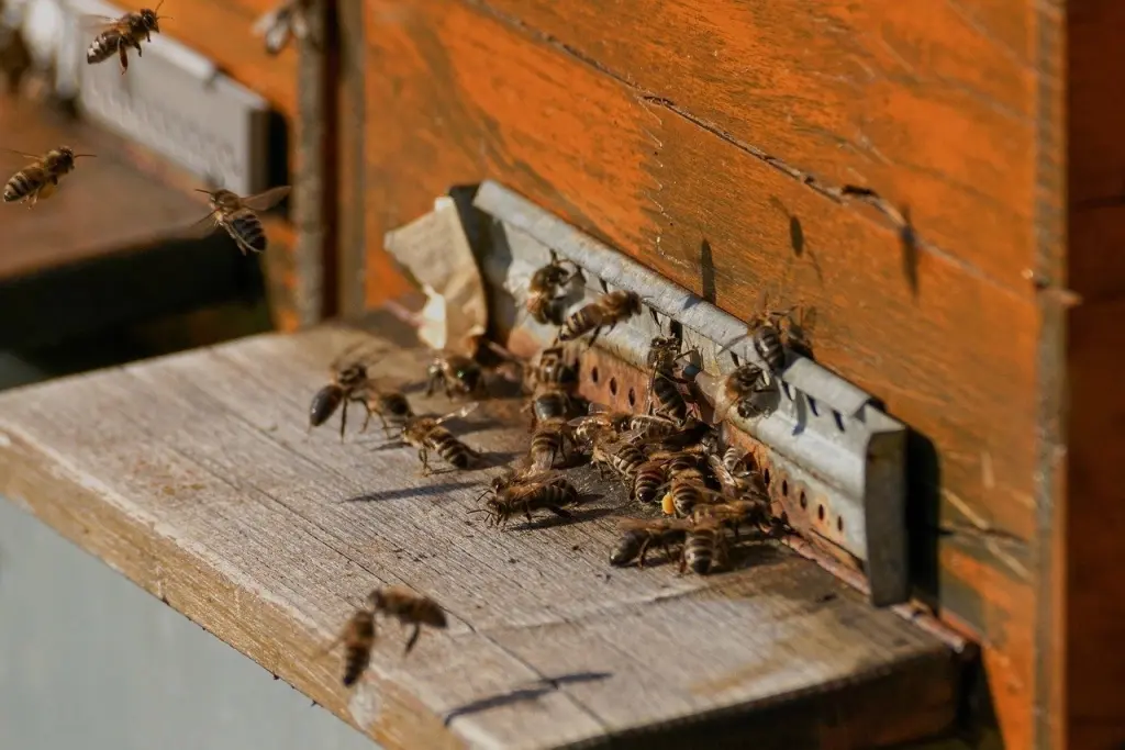 abeilles